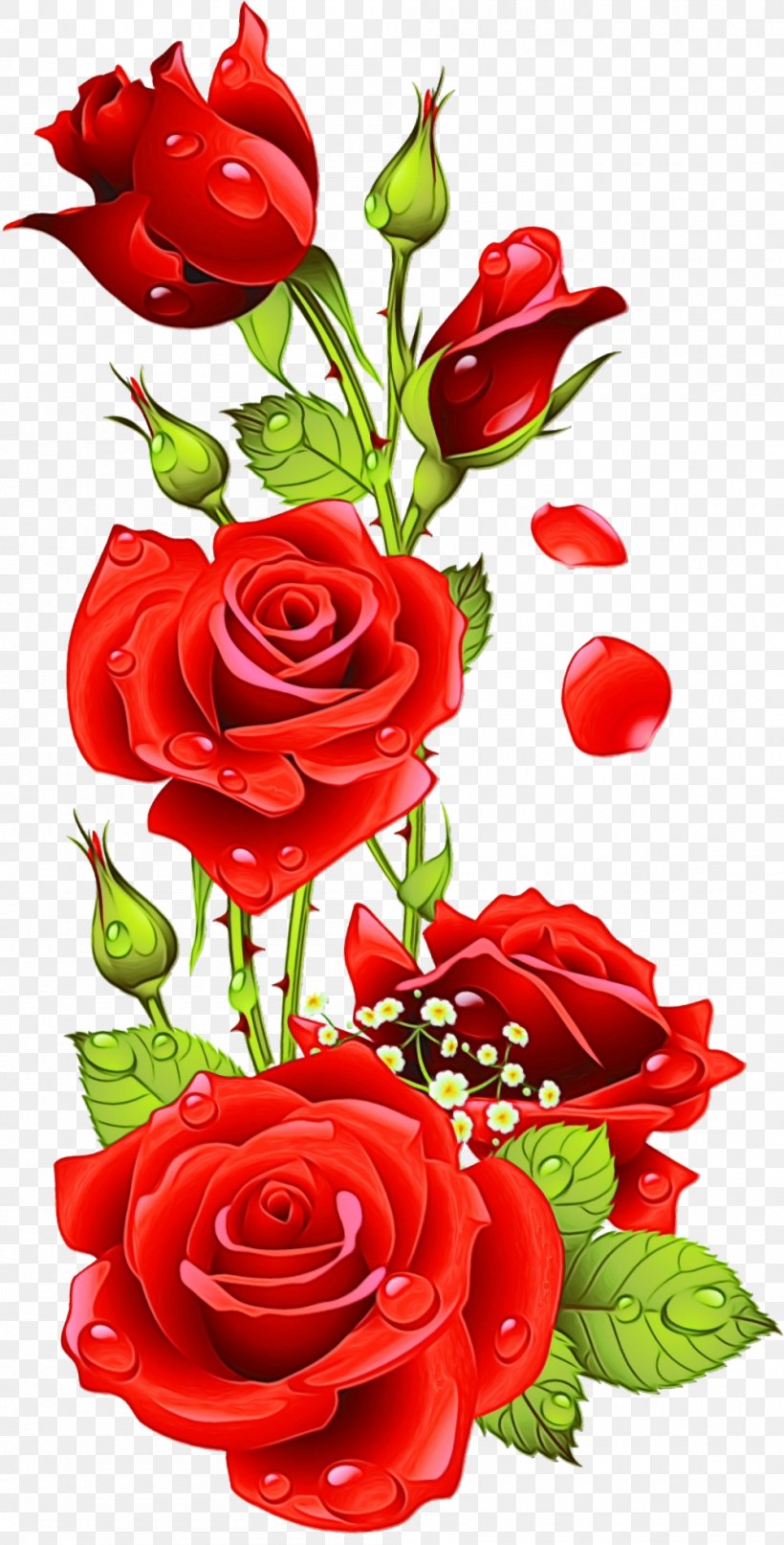 Garden Roses, PNG, 1000x1969px, Watercolor, Bouquet, Cut Flowers, Floribunda, Flower Download Free