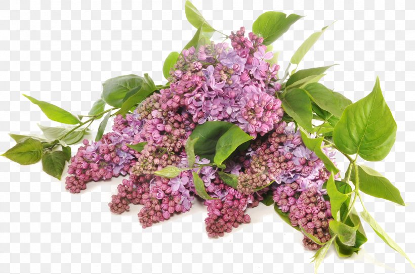 Tree Lilac Fototapeta Seedling Paper, PNG, 1151x762px, Tree, Branch, Fototapet, Fototapeta, Installation Art Download Free