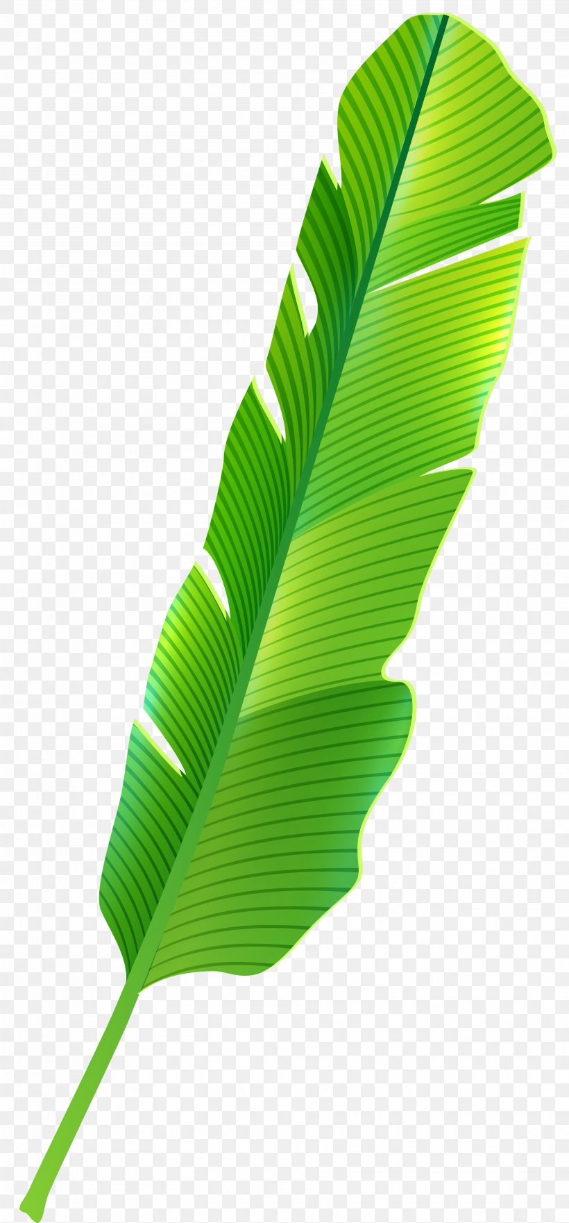 Tropics Leaf Clip Art, PNG, 3725x8000px, Tropics, Autumn Leaf Color, Banana Leaf, Drawing, Grass Download Free