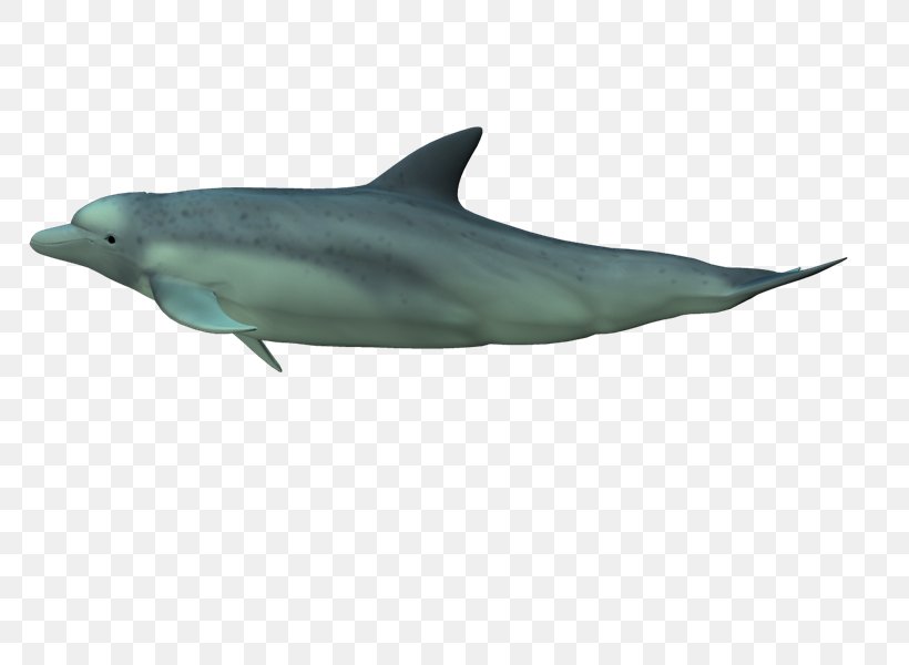 Common Bottlenose Dolphin Short-beaked Common Dolphin Rough-toothed Dolphin Tucuxi Wholphin, PNG, 800x600px, Common Bottlenose Dolphin, Biology, Bottlenose Dolphin, Dolphin, Fauna Download Free