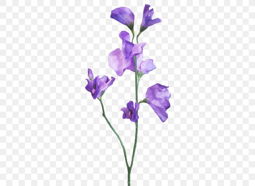 Sweet Pea Cut Flowers Plant Stem, PNG, 800x600px, Sweet Pea, Artificial Flower, Branch, Centimeter, Cut Flowers Download Free
