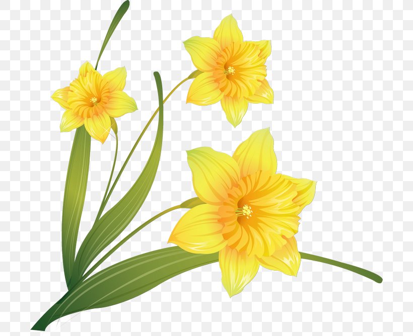 Watercolor Painting Daffodil Clip Art, PNG, 700x668px, Watercolor ...