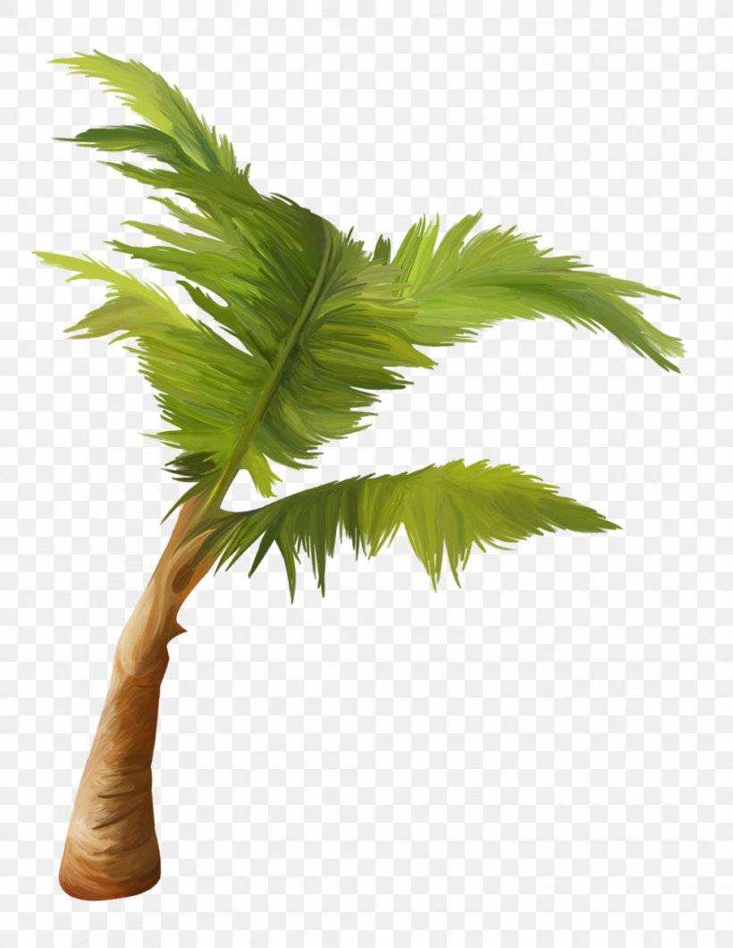 Arecaceae Asian Palmyra Palm Coconut Plant Tree, PNG, 990x1280px, Arecaceae, Arecales, Asian Palmyra Palm, Borassus, Borassus Flabellifer Download Free