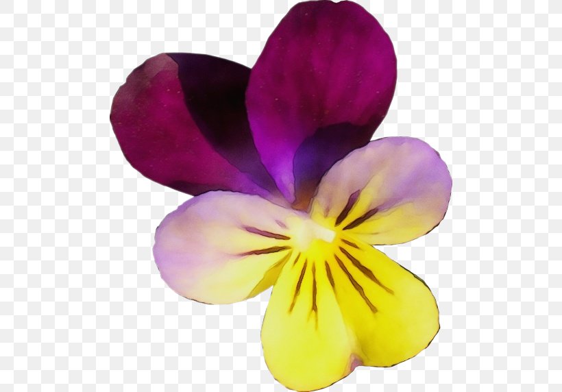 Flowering Plant Petal Flower Purple Violet, PNG, 500x572px, Watercolor, Flower, Flowering Plant, Paint, Petal Download Free