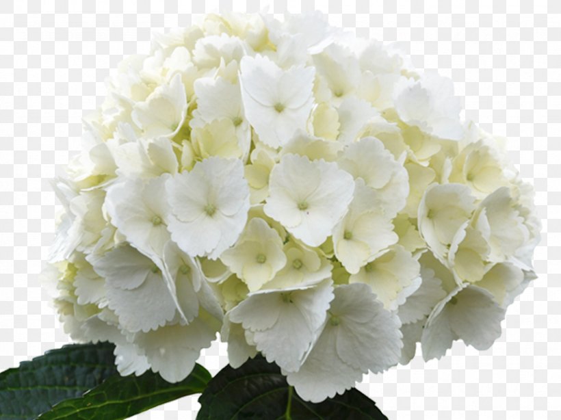 French Hydrangea Hydrangea Arborescens White Flower Green, PNG, 858x643px, French Hydrangea, Arumlily, Blue, Color, Cornales Download Free
