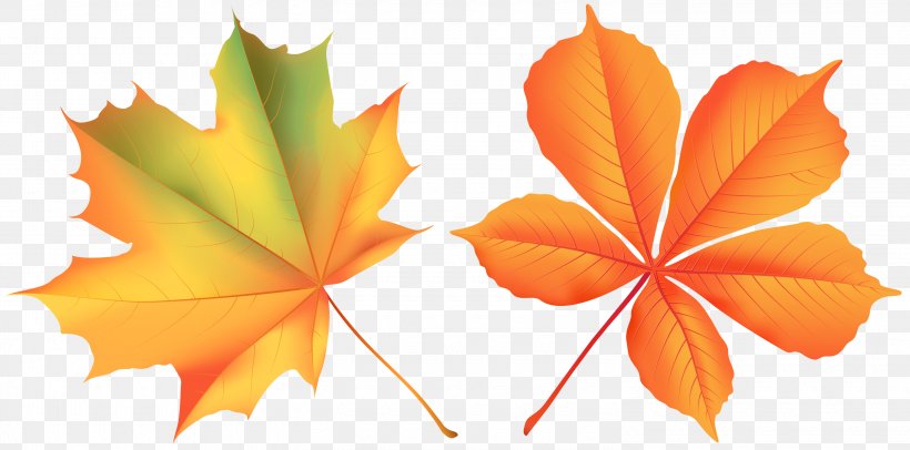 Maple Leaf, PNG, 3000x1486px, Leaf, Flower, Flowering Plant, Maple Leaf, Orange Download Free