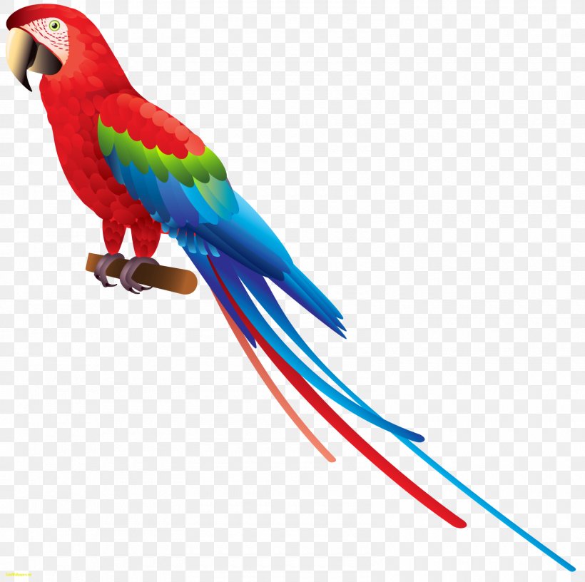 Parrot Bird Budgerigar Clip Art, PNG, 1600x1593px, Parrot, Beak, Bird, Blue, Blueandyellow Macaw Download Free
