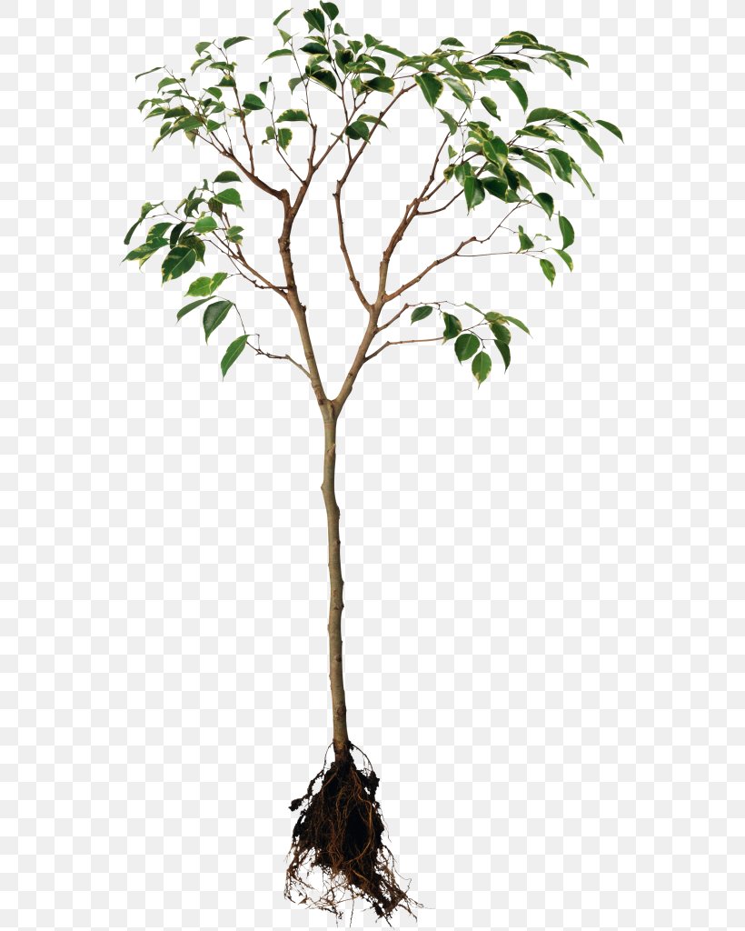 Root System Plants Tree, PNG, 557x1024px, Root, Branch, Dynkin Diagram, Flowering Plant, Flowerpot Download Free