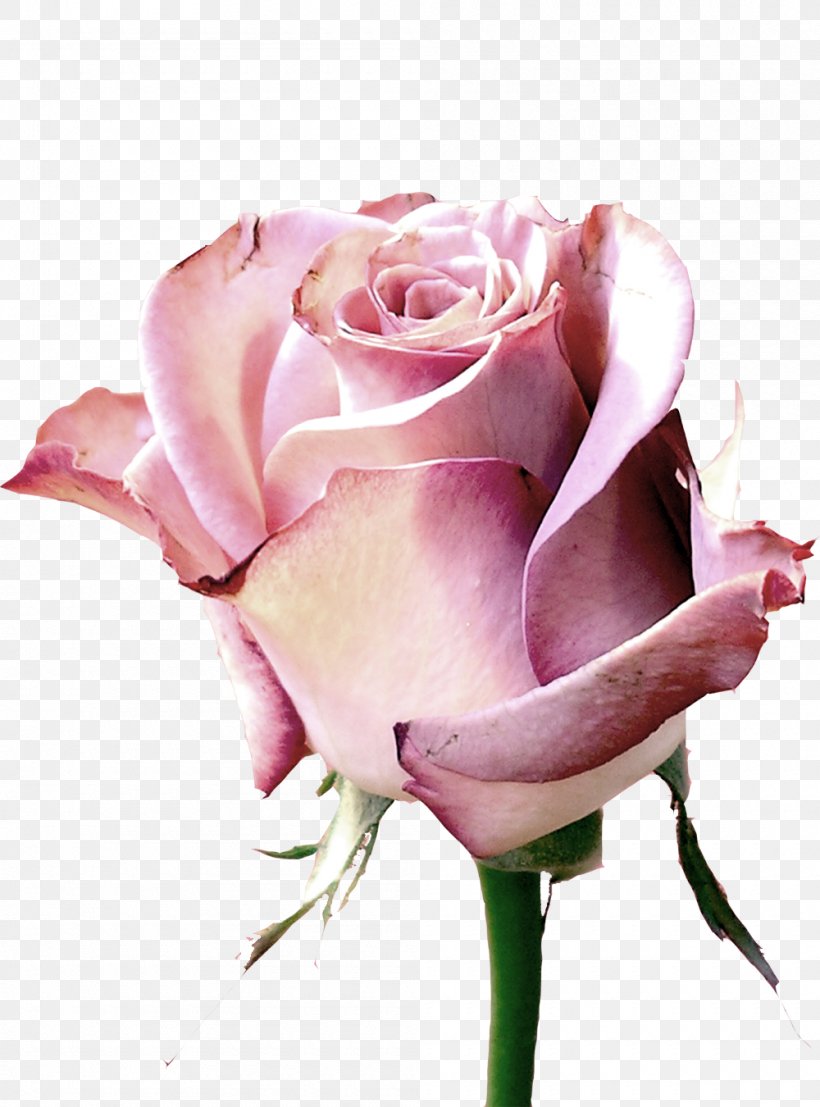Rose Rendering Orkut Flower, PNG, 1000x1350px, Rose, Blog, Bud, Close Up, Computer Graphics Download Free