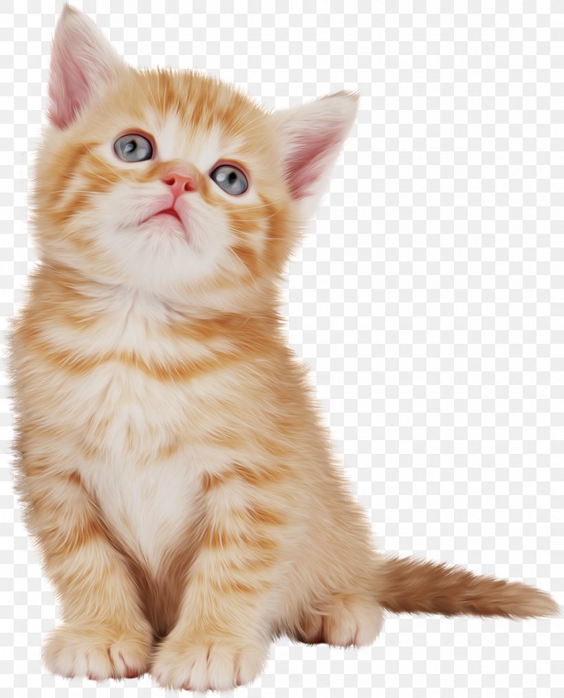 British Semi-longhair American Wirehair Kitten Animal Domestic Short-haired Cat, PNG, 969x1200px, British Semilonghair, American Wirehair, Animal, British Semi Longhair, Carnivora Download Free