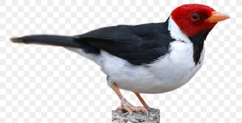 Finch Bird Northern Cardinal Scarlet Macaw, PNG, 759x417px, Finch, Beak, Bird, Cardinal, Fauna Download Free
