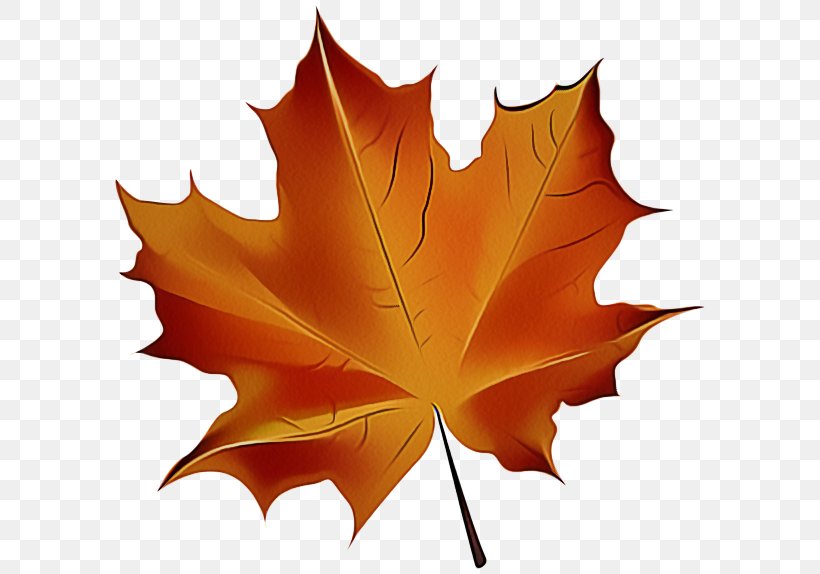 Maple Leaf, PNG, 600x574px, Leaf, Black Maple, Deciduous, Maple, Maple Leaf Download Free