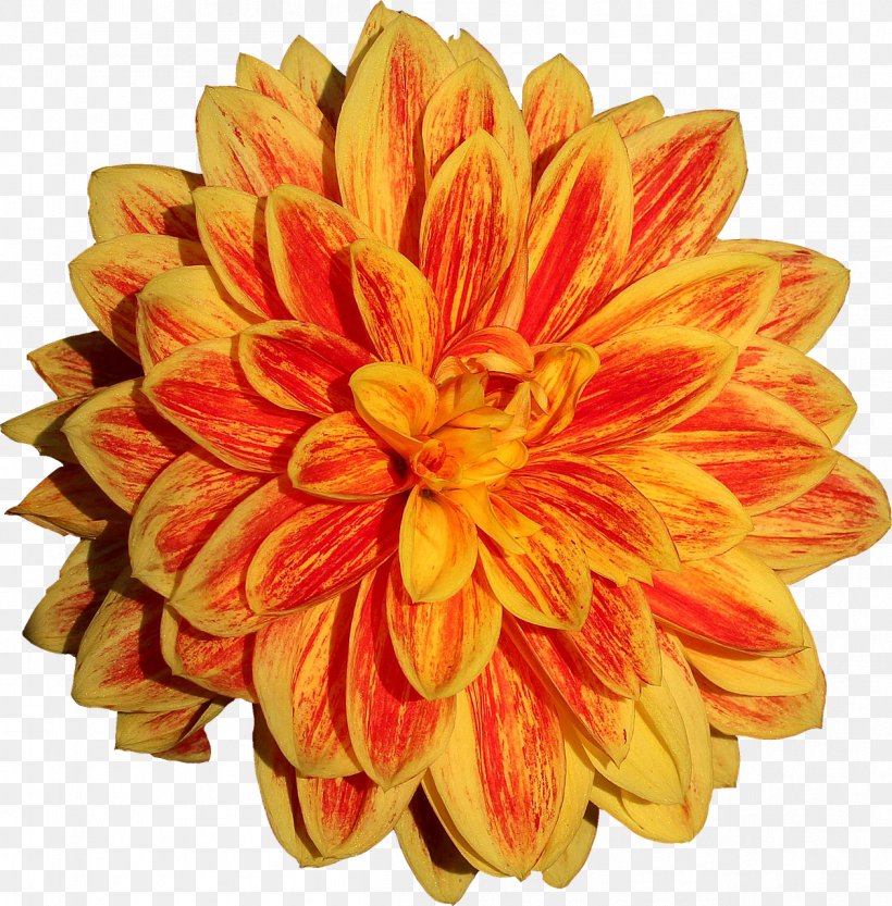 Dahlia Image Clip Art Desktop Wallpaper, PNG, 1259x1280px, Dahlia, Chrysanths, Cut Flowers, Daisy Family, Drawing Download Free