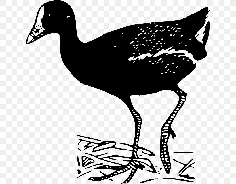 Duck Goose Chicken Bird Clip Art, PNG, 639x640px, Duck, Artwork, Beak, Bird, Black And White Download Free