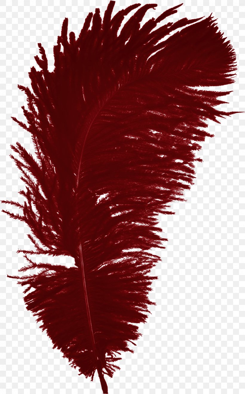Feather Bird, PNG, 1553x2497px, Feather, Bird, Color, Hair, Photography Download Free