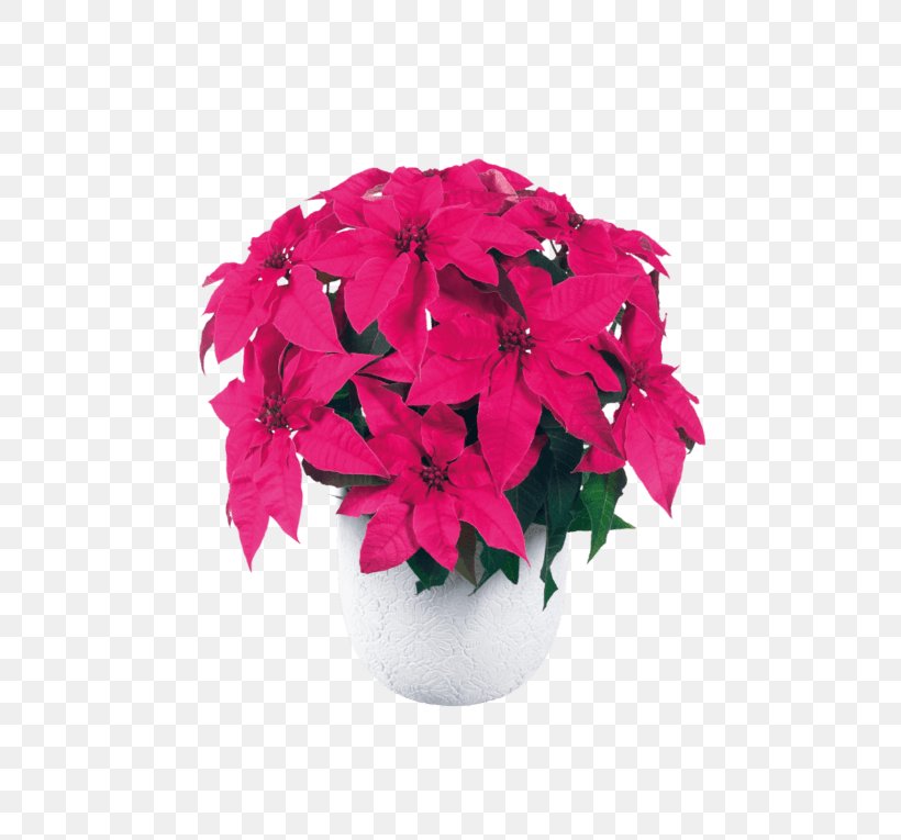 Poinsettia Cut Flowers Spurges Pink, PNG, 600x765px, Poinsettia, Annual Plant, Christmas, Cut Flowers, Family Download Free