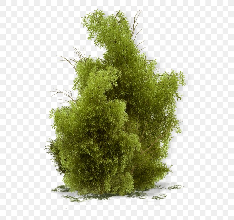 Shrub Tree Landscape Clip Art, PNG, 600x774px, Shrub, Abri De Jardin, Bush, Evergreen, Garden Download Free