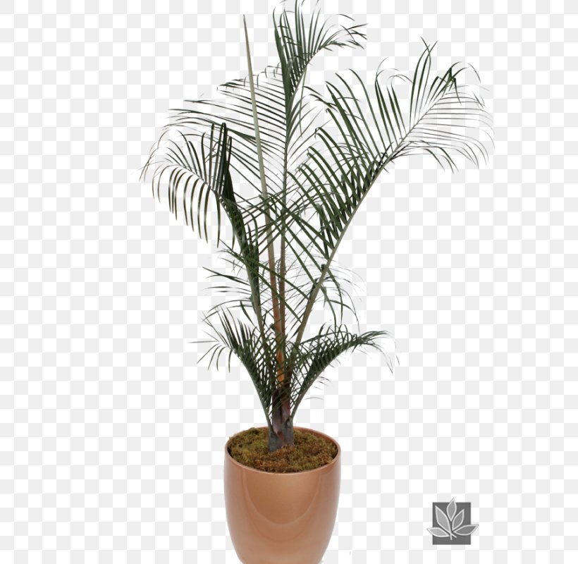 Babassu Arecaceae AMIA 2018 Flowerpot, PNG, 585x800px, Babassu, Arecaceae, Arecales, Attalea, Attalea Speciosa Download Free