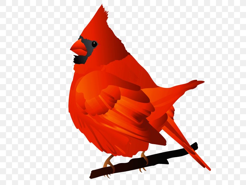 Bird Northern Cardinal St. Louis Cardinals Free Content Clip Art, PNG, 600x616px, Bird, Beak, Cardinal, Document, Free Content Download Free