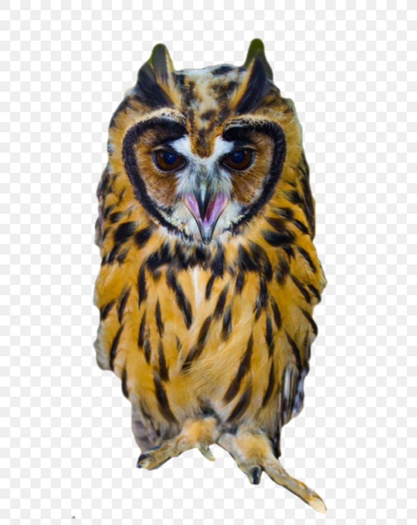 Bird Reptile Barn Owl Ural Owl Buffy Fish Owl, PNG, 800x1032px, Bird, Animal, Barn Owl, Barred Owl, Beak Download Free
