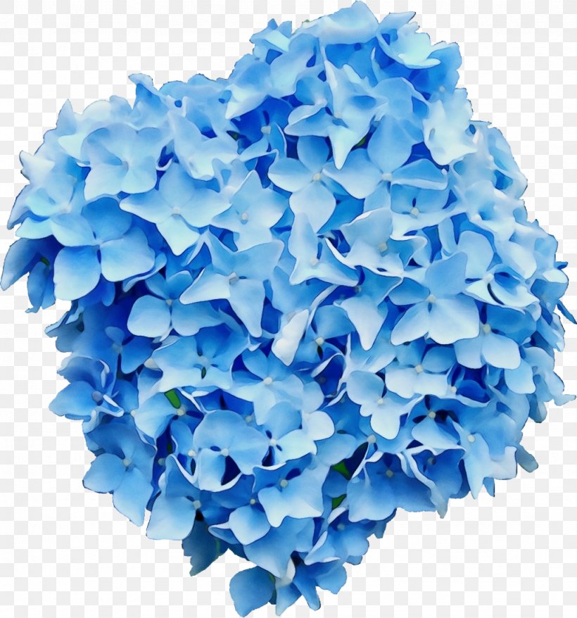 French Hydrangea Clip Art Flower Hydrangea Paniculata Limelight, PNG, 1024x1097px, French Hydrangea, Aqua, Blue, Cobalt Blue, Cornales Download Free