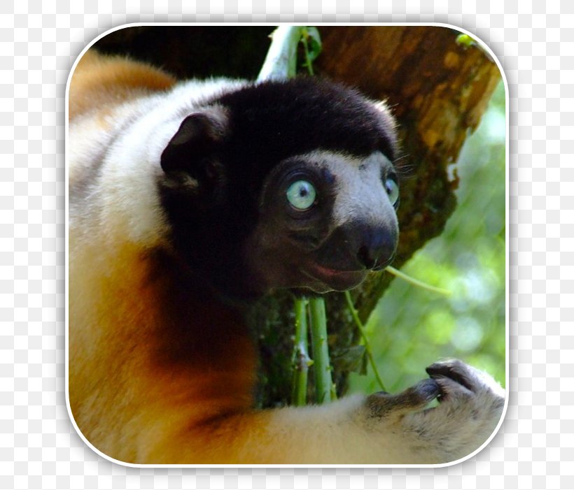Lemurs Coquerel's Sifaka Strepsirrhini Crowned Sifaka Milne-Edwards' Sifaka, PNG, 698x701px, Lemurs, Animal, Cercopithecidae, Fauna, Germany Download Free