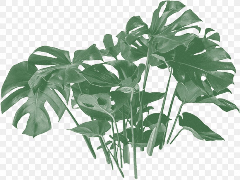 Swiss Cheese Plant Houseplant Plants Philodendron Flowerpot, PNG, 1298x973px, Swiss Cheese Plant, Alismatales, Anthurium, Arum Family, Bird Of Paradise Flower Download Free