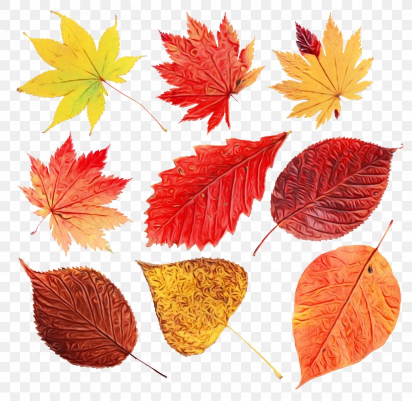 Autumn Leaves, PNG, 1024x996px, Watercolor, Autumn, Autumn Leaf Color, Autumn Leaves, Black Maple Download Free