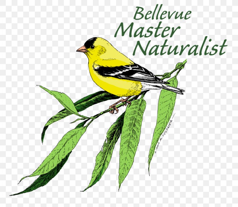Eurasian Golden Oriole Finches Bellevue Nature Training, PNG, 1024x890px, Eurasian Golden Oriole, American Goldfinch, American Sparrows, Art, Beak Download Free