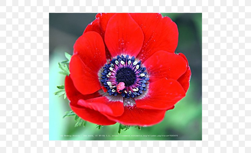 Anemone Coronaria Bulb Flower Plant Color, PNG, 500x500px, Anemone Coronaria, Anemone, Anemone Nemorosa, Annual Plant, Bulb Download Free