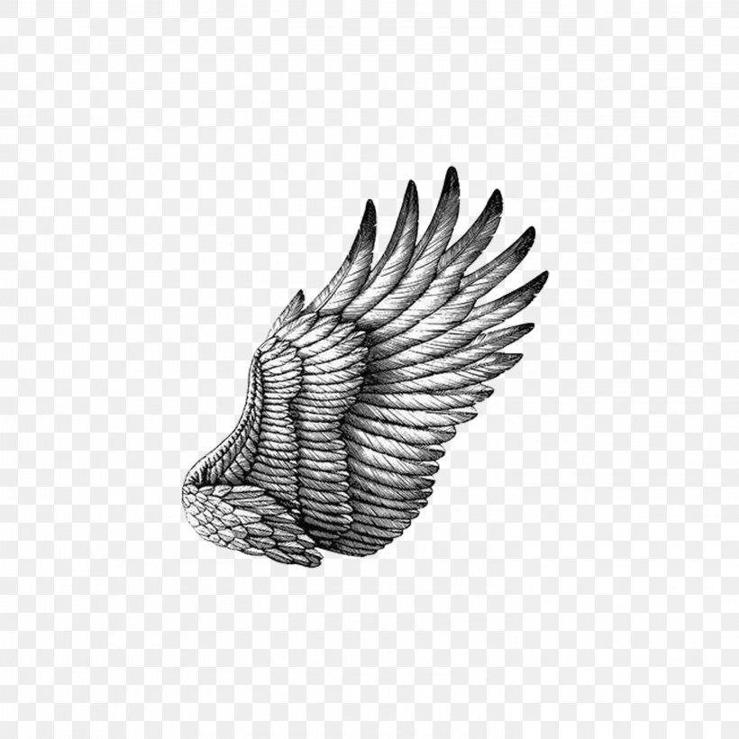 Black And White Drawing Scratchboard Illustration, PNG, 2953x2953px, Black And White, Beak, Bird, Bird Of Prey, Cartoon Download Free