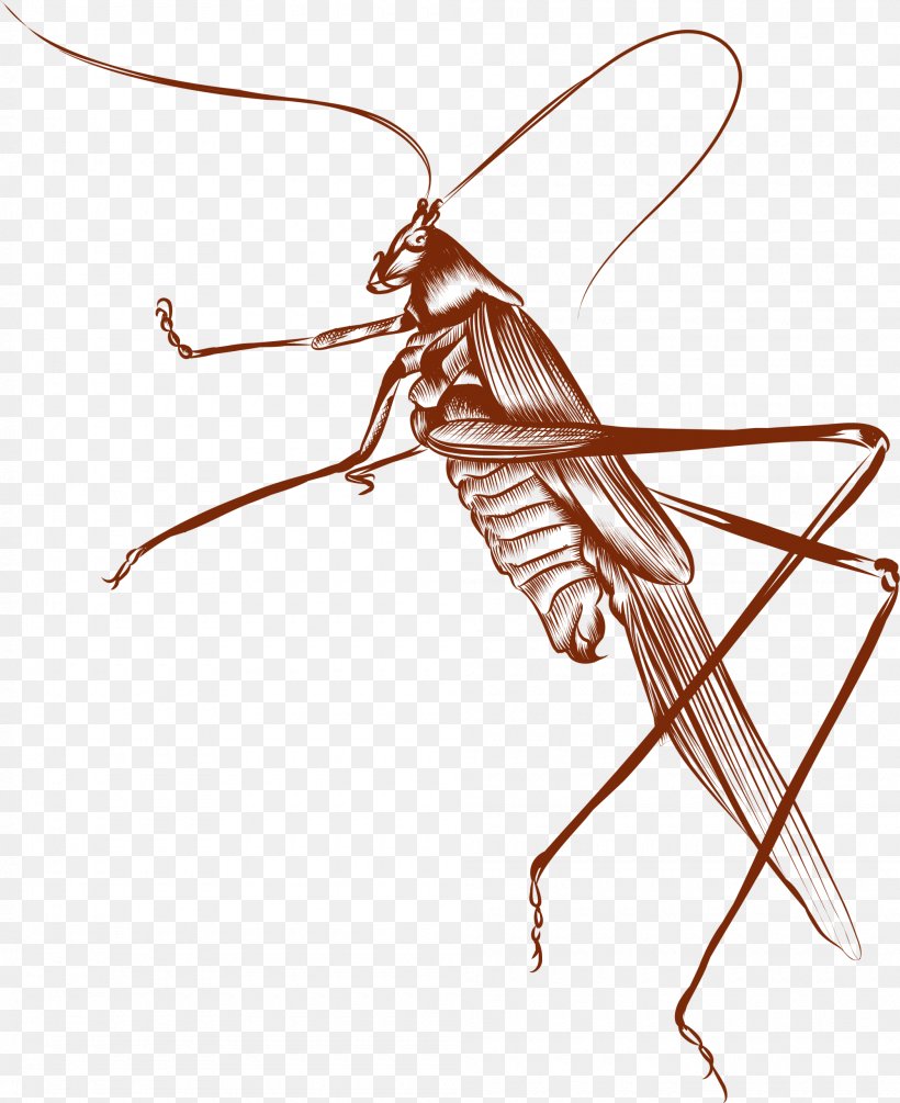 Brown Euclidean Vector, PNG, 2000x2453px, Brown, Arthropod, Cricket, Gratis, Insect Download Free