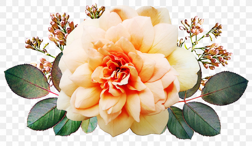 Garden Roses, PNG, 1280x743px, Garden Roses, Cabbage Rose, Cut Flowers, Floral Design, Flower Download Free