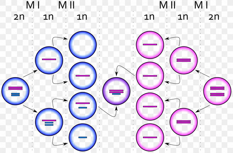 Klinefelter Syndrome Meiosis XYY Syndrome Nondisjunction Chromosome Abnormality, PNG, 1280x841px, Klinefelter Syndrome, Aneuploidy, Area, Cell, Chromosome Download Free