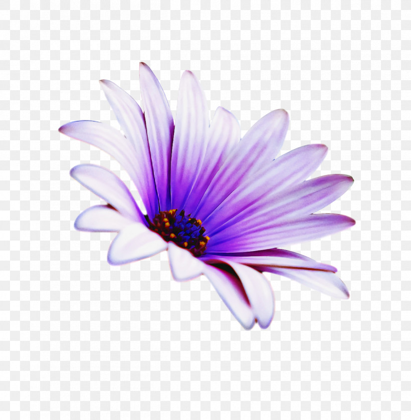 Lavender, PNG, 1252x1280px, Aster, Biology, Closeup, Computer, Flower Download Free