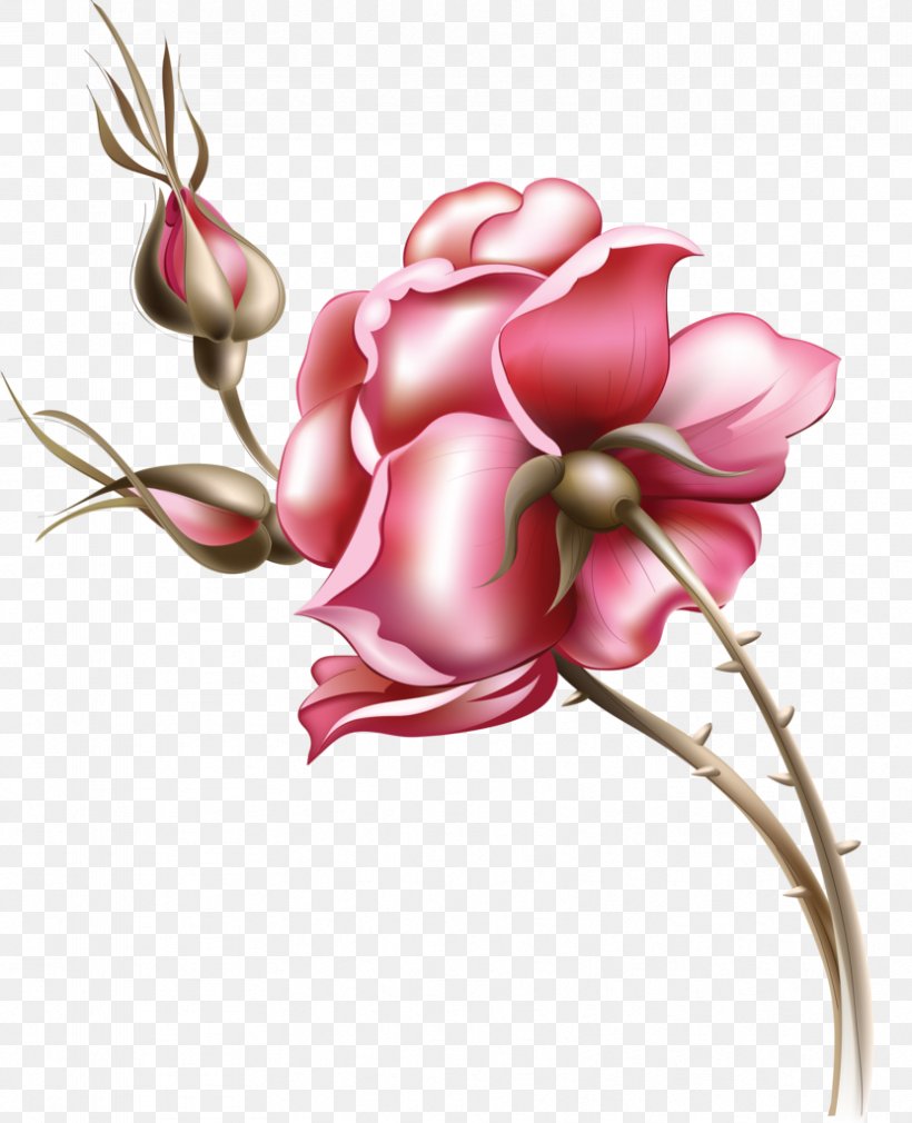 Rose Flower Floral Design, PNG, 831x1024px, Watercolor, Cartoon, Flower, Frame, Heart Download Free