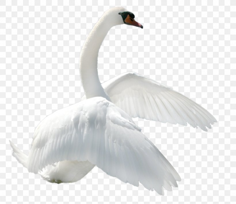 Swan Clip Art, PNG, 900x778px, Black Swan, Beak, Bird, Cygnini, Ducks Geese And Swans Download Free