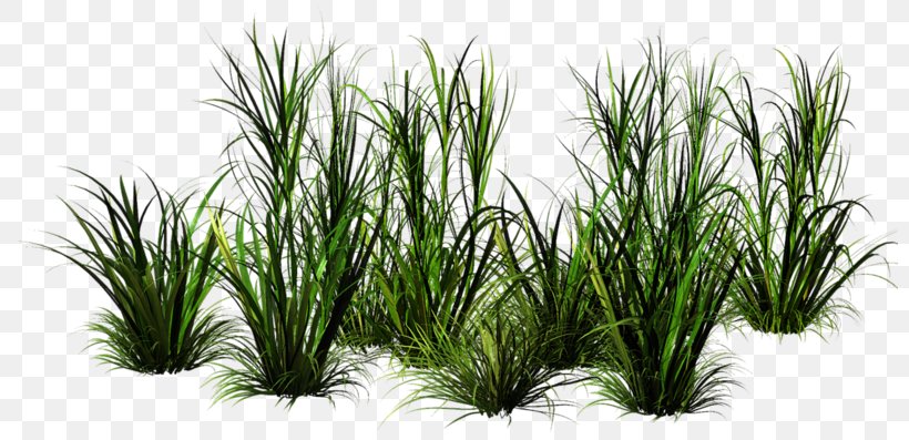 Grass Clip Art, PNG, 800x397px, 3d Computer Graphics, Grass, Aquarium Decor, Computer Software, Email Download Free