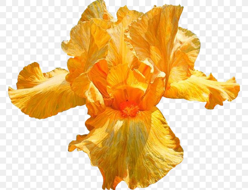 Overseas Department Thought Guadeloupe Flower Delusion, PNG, 766x627px, 1213, Overseas Department, Akhir Pekan, Blog, Cut Flowers Download Free