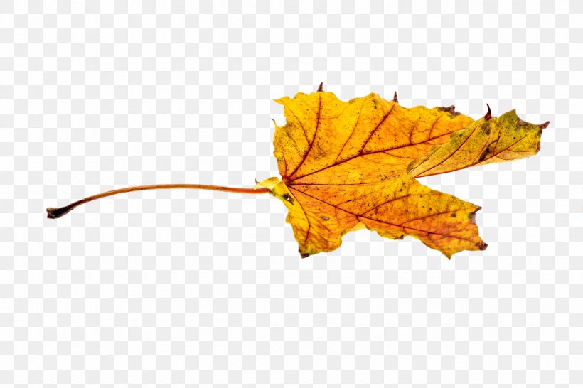 Autumn Leaf Color Clip Art, PNG, 1280x853px, Autumn, Autumn Leaf Color, Color, Image Resolution, Leaf Download Free