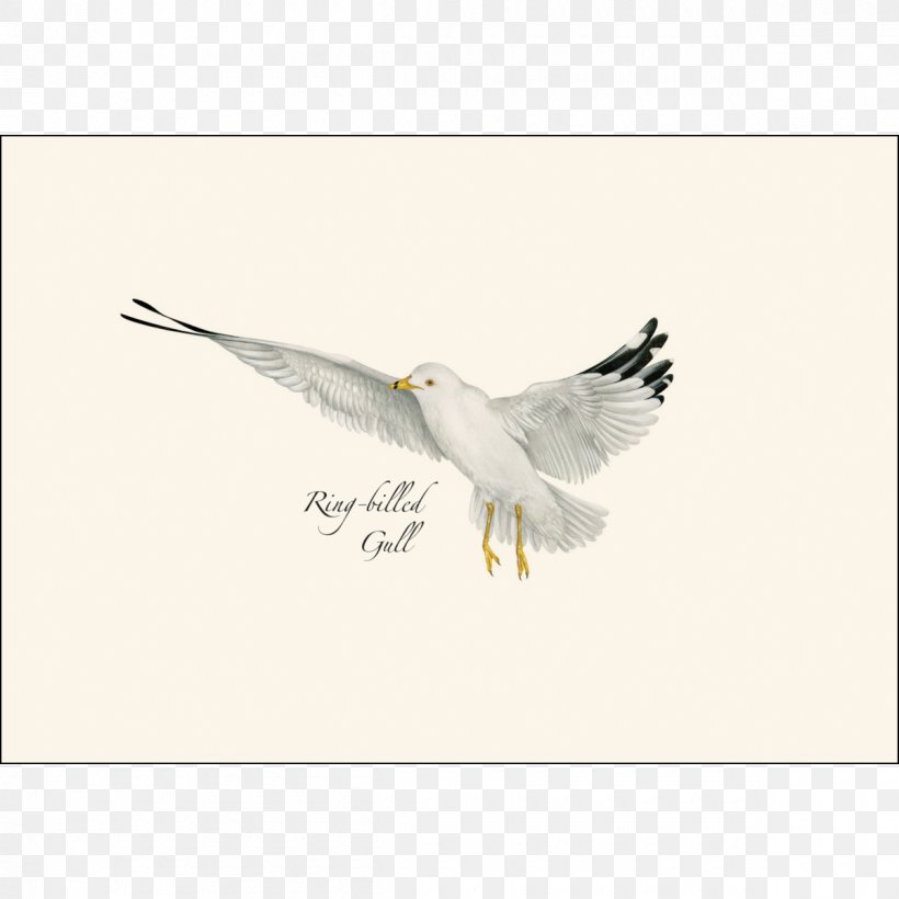 Bird Of Prey Gulls Seabird Beak, PNG, 1200x1200px, Bird, Animal, Beak, Bird Of Prey, Eagle Download Free