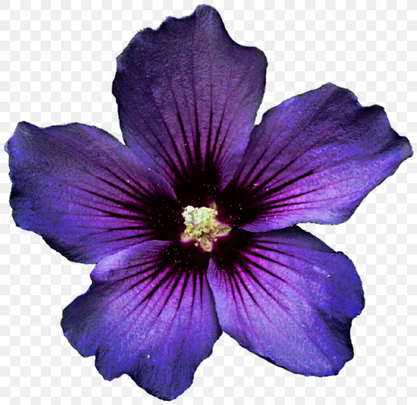 Flower Shoeblackplant Lavender Purple Desktop Wallpaper, PNG, 1024x995px, Flower, Alyogyne Huegelii, Flowering Plant, Geraniales, Geranium Download Free