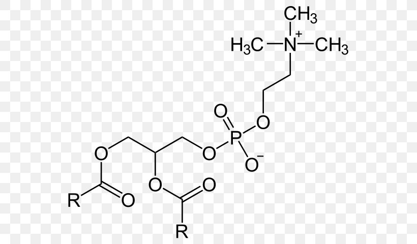 Lecithin Phosphatidylserine Phosphatidylcholine Phosphatidic Acid Dietary Supplement, PNG, 579x480px, Lecithin, Area, Auto Part, Black And White, Brain Download Free