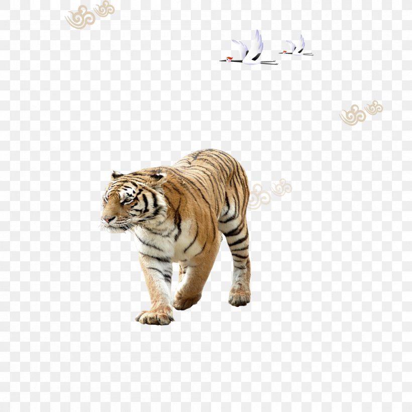 Siberian Tiger, PNG, 1000x1000px, Siberian Tiger, Animal, Big Cat, Big Cats, Carnivoran Download Free