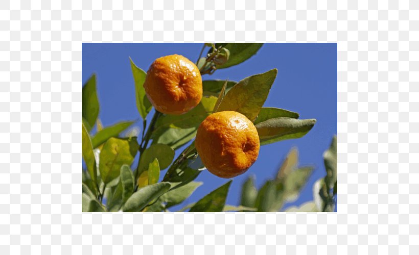 Bitter Orange Rangpur Tangerine Clementine Calamondin, PNG, 500x500px, Bitter Orange, Calamondin, Citrus, Clementine, Food Download Free