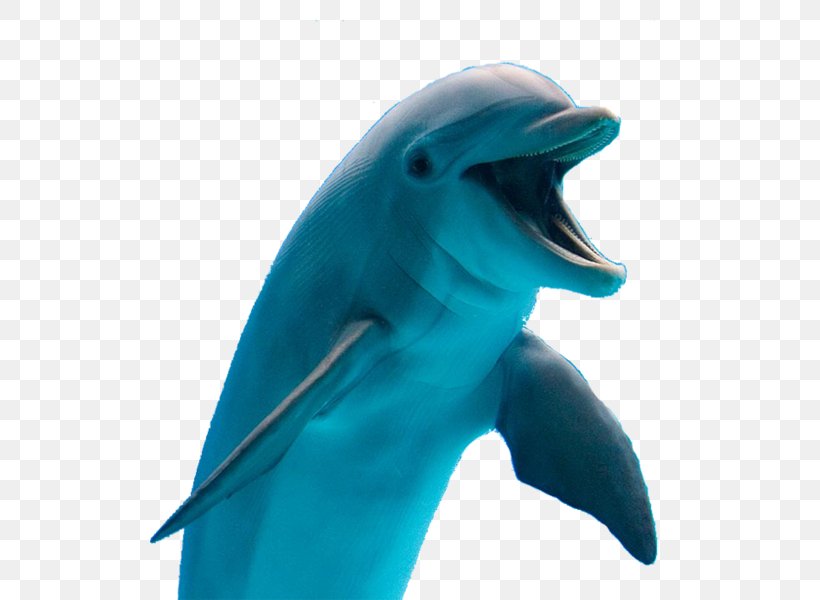 Common Bottlenose Dolphin Tucuxi Cetaceans, PNG, 519x600px, Dolphin, Aquatic Animal, Beak, Bottlenose Dolphin, Cetaceans Download Free