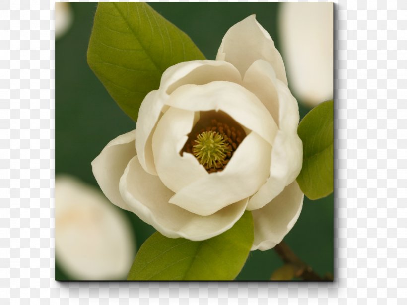 Mississippi Southern Magnolia State Flower Louisiana, PNG, 1400x1050px, Mississippi, Blossom, Chinese Magnolia, Flora, Flower Download Free