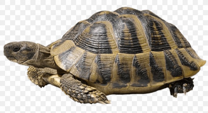 Turtle Shell Hermann's Tortoise Stock Photography Common Tortoise, PNG, 940x513px, Turtle, Box Turtle, Carapace, Chelydridae, Common Snapping Turtle Download Free