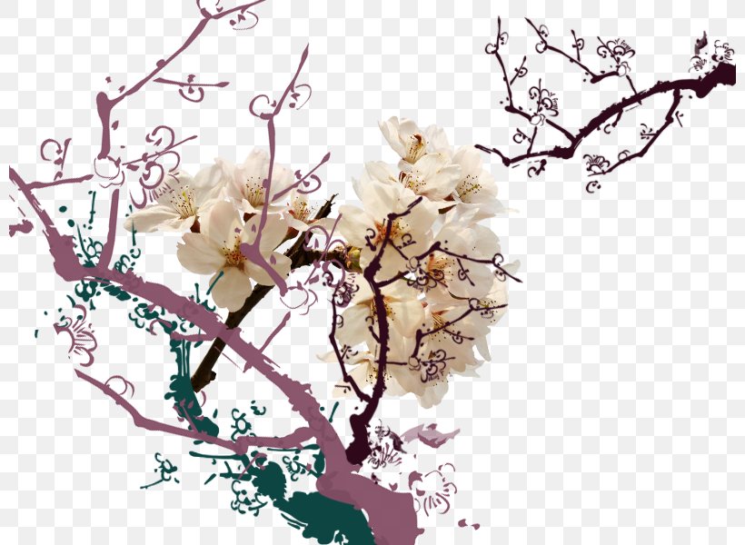 Apricot Petal, PNG, 800x600px, Apricot, Blossom, Branch, Cherry Blossom, Cut Flowers Download Free