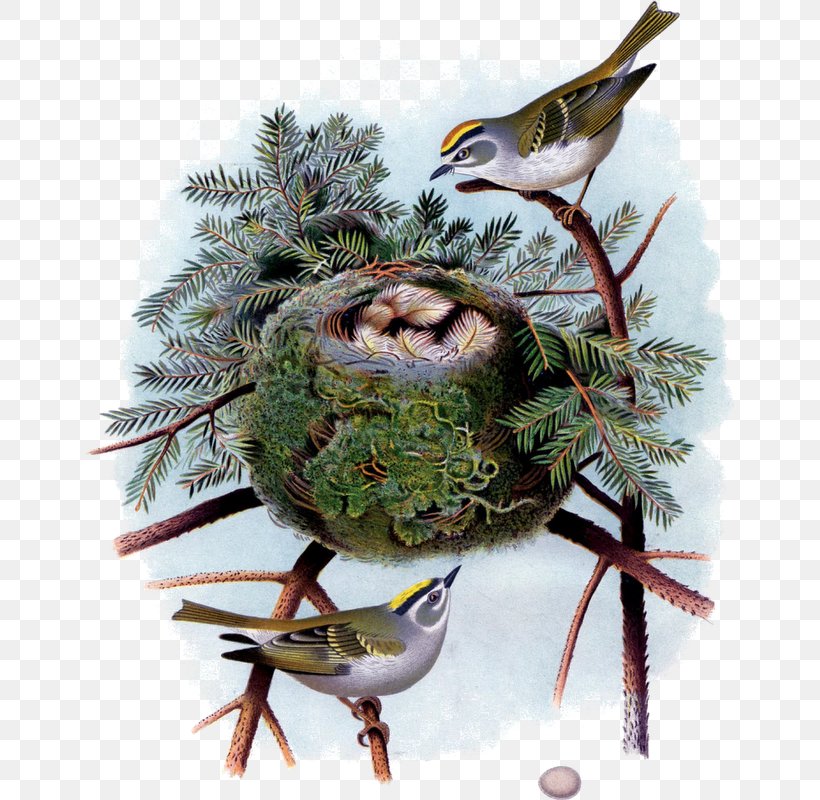 Bird Decoupage Work Of Art Painting Drawing, PNG, 649x800px, Bird, Art, Beak, Bird Nest, Branch Download Free